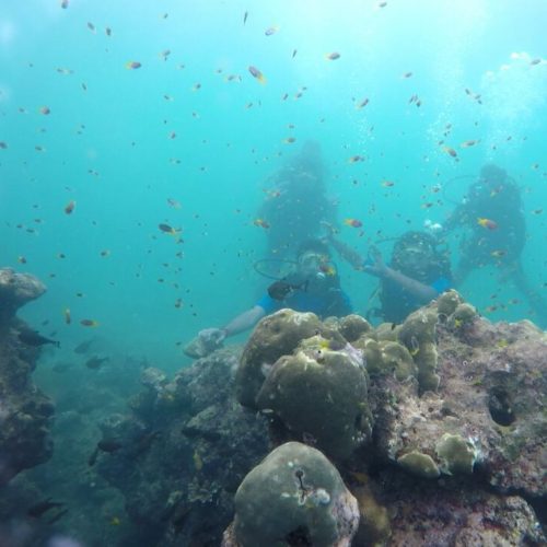 PADI DSD Dive