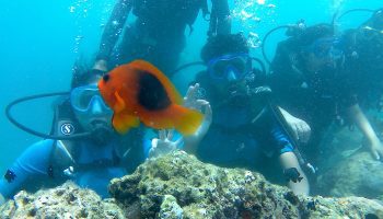 Scuba Diving in Andaman